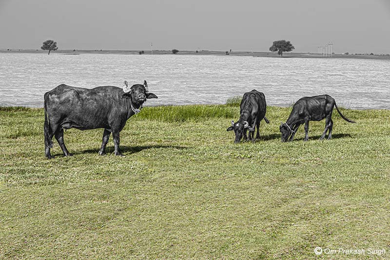 Buffaloes – a rarity in deserts – grazing on the pastures nurtured by Viprasar in Netsi village, Thar Desert, Jaisalmer, Rajasthan, India